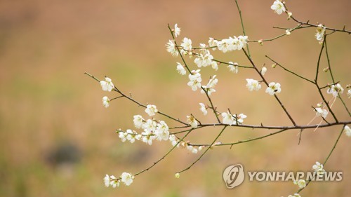 제주 이상 고온은 일시적…'따뜻한 겨울' 속단은 금물