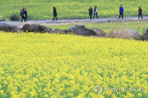 제주 이상 고온은 일시적…'따뜻한 겨울' 속단은 금물