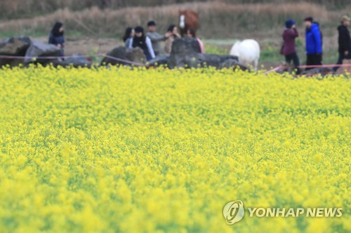 北에도 봄비 같은 겨울비에 우산 행렬…"한겨울에 비가 내린다"