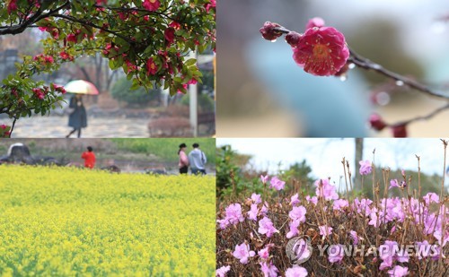 97년 만에 가장 따뜻한 겨울 제주 '반팔 입고 철쭉도 활짝'(종합)