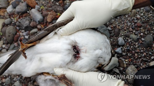 제주서 천연기념물 '원앙' 산탄총 맞아 13마리 집단폐사