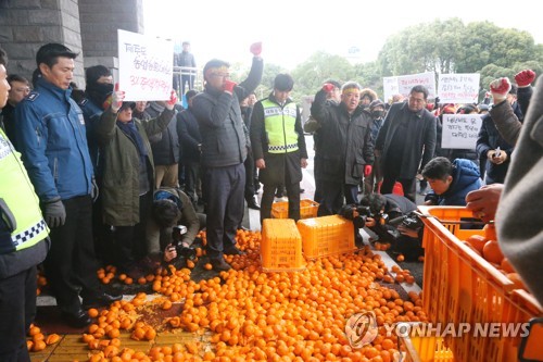 제주 감귤 농민 가격안정제 촉구…"생산비도 못 건져"