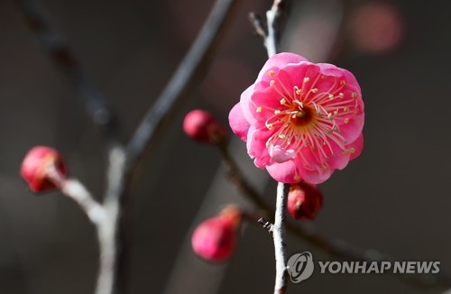 1년 중 가장 춥다는 '대한'인데 부산 낮 최고 10도