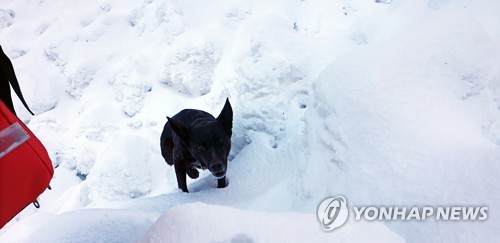 네팔 실종자 수색대 잠정 철수 완료…"눈 녹아야 재개"