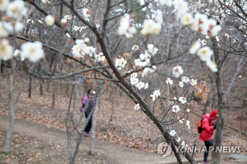 따뜻한 날씨 탓?…한겨울 꽃 피운 포항시청 인근 매화나무