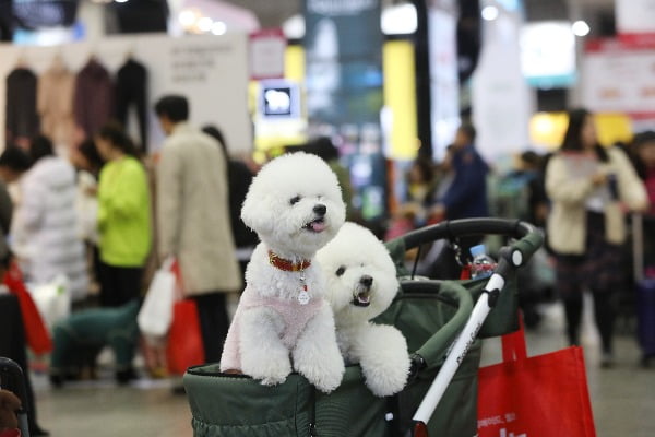 강아지 관련 사진. 사진=연합뉴스