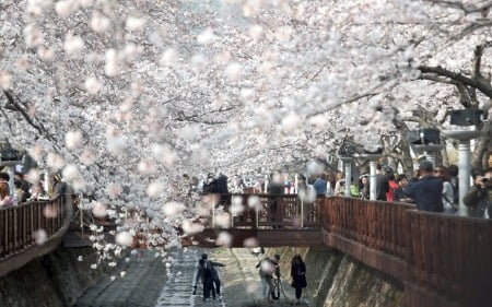 코로나19 확산, 국내 최대 봄꽃 축제 진해 군항제 취소