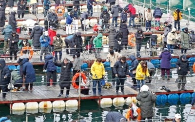 산천어 축제에 몰린 강태공들