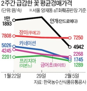 화훼시장도 '우한 폐렴' 직격탄