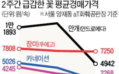 화훼시장도 '우한 폐렴' 직격탄