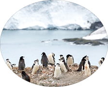 남극, 사상 첫 영상 20도…점점 뜨거워지는 지구