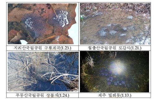 '벌써 봄?'…지리산 북방산개구리 산란, 작년보다 27일 빨라