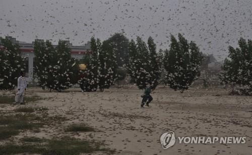 파키스탄, '메뚜기떼'로 비상사태 선포…농작물 먹어치워