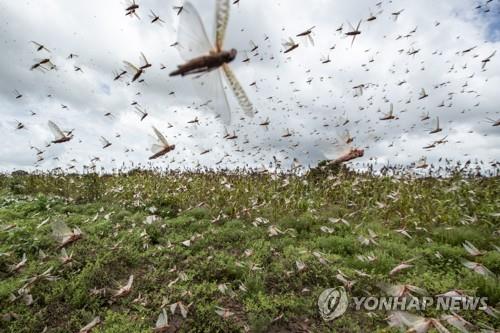 파키스탄, '메뚜기떼'로 비상사태 선포…농작물 먹어치워