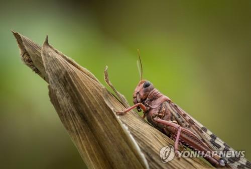 파키스탄, '메뚜기떼'로 비상사태 선포…농작물 먹어치워