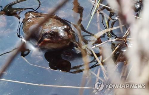 돌아온 겨울추위…국립공원, 겨울잠 깬 북방산개구리 '예의주시'