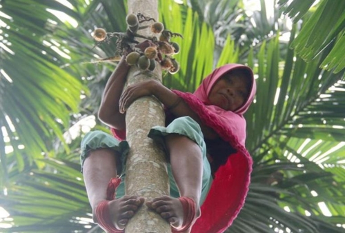 하루에 나무 60그루 타는 인니 여성…"사별 후 가족 생계 책임"