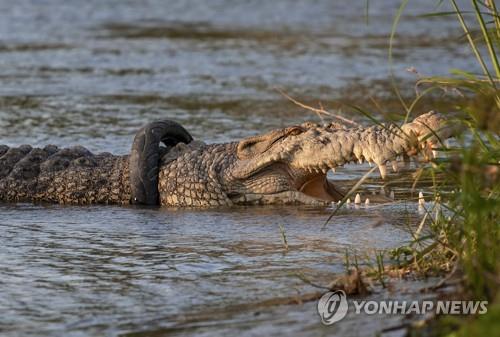 인니 '악어 목에 낀 타이어 제거' 포상금 취소…지원자 없어