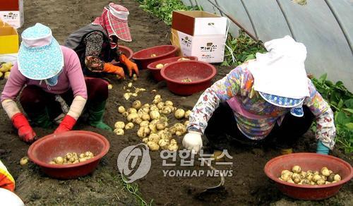 '간척지에서 키운 맛 좋은 감자' 광활햇감자축제 4월 18일 개막