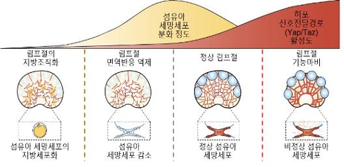 신종코로나에 대항하는 몸속 림프절 면역반응 기제 밝혀