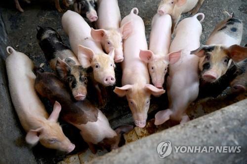 인도네시아 발리섬에 아프리카돼지열병…1천여 마리 폐사