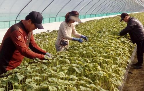 충북도, 신종코로나 확산에 '생산적 일손봉사' 조기 추진