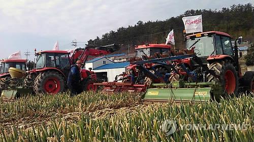 전남산 겨울대파, 공급과잉·가격급락 이중고…산지폐기 추진