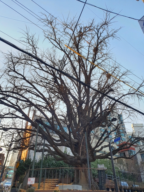 서울 강남구 '은행나무 골목길 재생사업' 완료