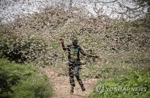 동아프리카 메뚜기떼 비상…"작물 초토화로 수백만명 기아 직면"