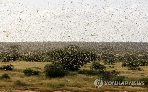 동아프리카 메뚜기떼 비상…"작물 초토화로 수백만명 기아 직면"