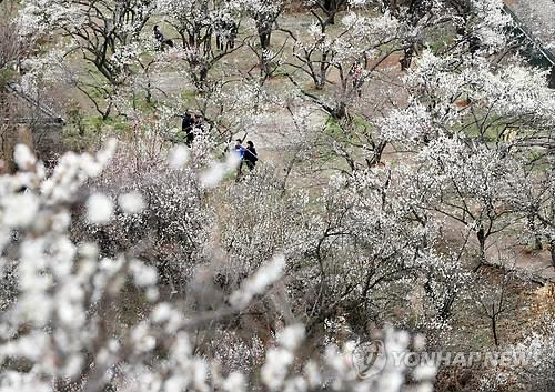 양산시, 코로나19 확산 우려에 원동매화축제 축소 개최