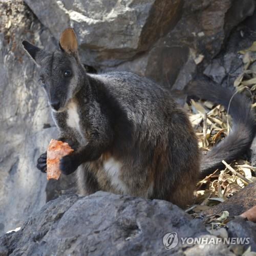 호주 산불로 코알라 등 동물 113종 '긴급 도움' 절실