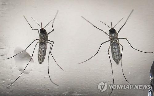 질본 "지카바이러스 의심환자 3명, 최종검사서 '음성'"(종합)