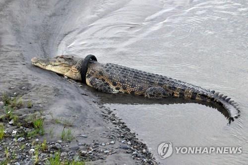 인니 '목에 타이어 낀 악어' 구출 작전에 호주 전문가 나서