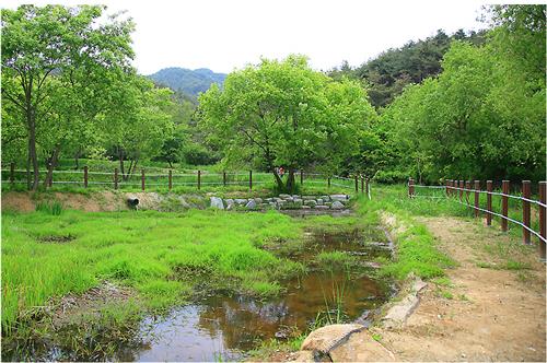 곡성군, 멸종 위기종 '꼬마잠자리' 습지 복원