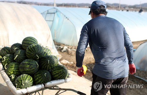 '잦은 겨울비' 이상기후로 함안 수박 농가 생육부진 피해 '비상'