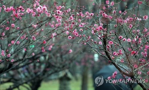 코로나19 불안하지만…봄 유혹도 뿌리치기 힘든 주말