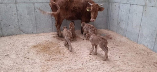 상주 축산농가서 송아지 네 쌍둥이 출산…"국내 첫 사례"(종합)