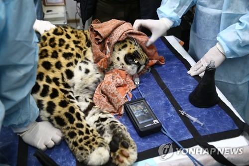 러시아서 멸종위기 '백두산 호랑이' 버스에 치여 숨져