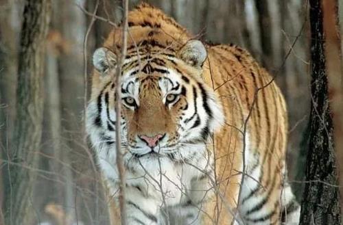 러시아서 멸종위기 '백두산 호랑이' 버스에 치여 숨져