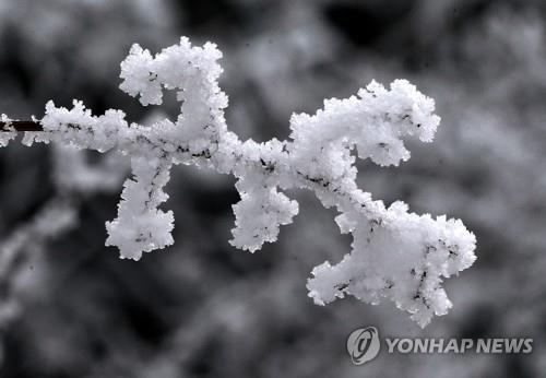 태백시 카드형 지역 화폐 최다 응모 명칭은 '눈꽃페이'