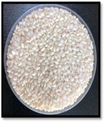 농진청 "국내서 개발한 '도담쌀'에 당뇨 예방 효과"