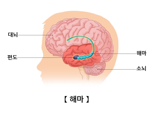 "고지방-고당분 식사, 뇌 기억 중추 손상"