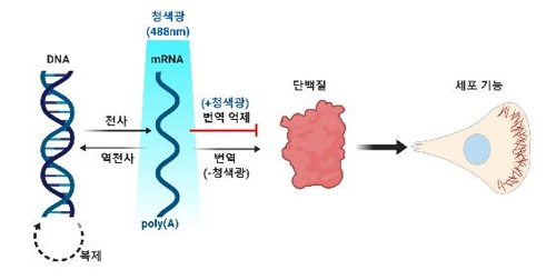 빛으로 단백질 합성 조절한다…광유전학 기술 개발