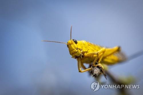 동아프리카 메뚜기떼 공포…'기근 우려' 남수단으로 확산