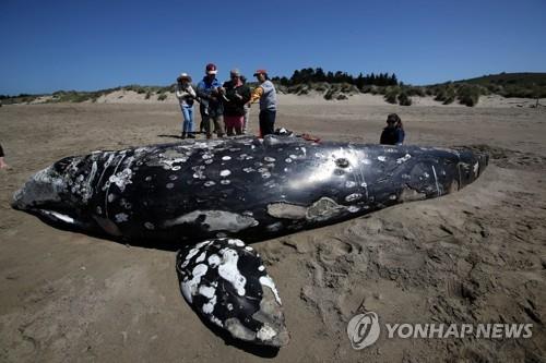 고래 길 잃고 해변 쓸려오는 것은 태양 폭풍 영향