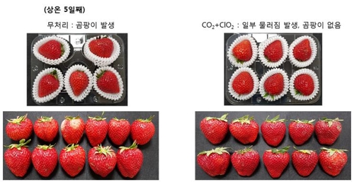 수출용 딸기에 이산화탄소 등 처리해 신선도 높인다