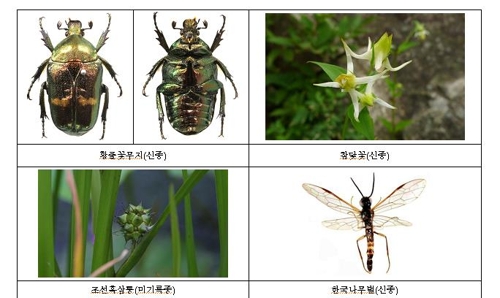 작년 국내 자생종 총 5만2천628종…참닻꽃 등 1천801종 추가