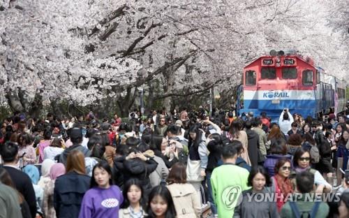 코로나19 확산에 진해 군항제 취소…1963년 축제 시작 후 처음(종합)