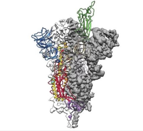 "코로나19, HIV와 유사한 변이…'세포결합' 사스의 최대 1천배"